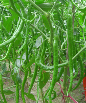 Sai Bhavya Seeds