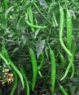 Sai Bhavya Seeds