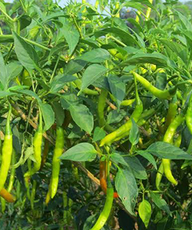Sai Bhavya Seeds