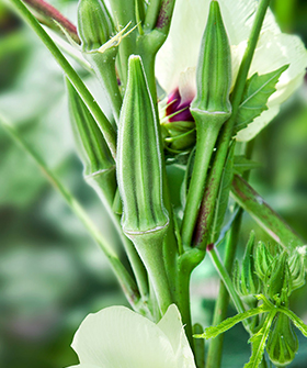 Sai Bhavya Seeds