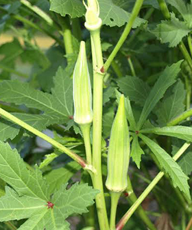 Sai Bhavya Seeds