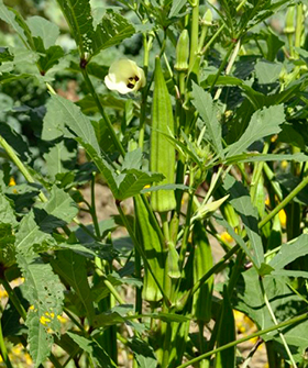 Sai Bhavya Seeds