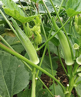 Sai Bhavya Seeds