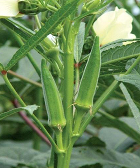 Sai Bhavya Seeds