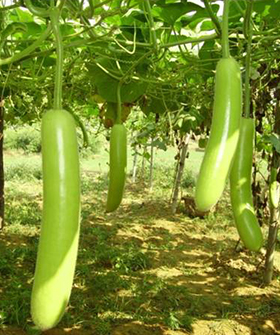 Sai Bhavya Seeds