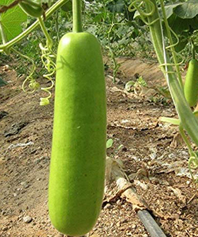 Sai Bhavya Seeds
