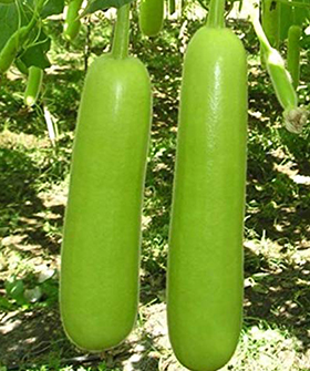 Sai Bhavya Seeds