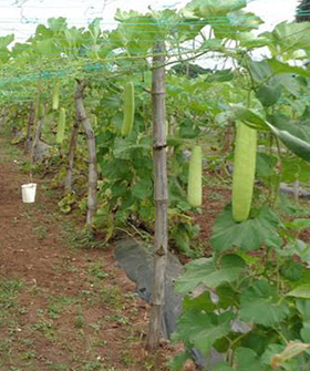 Sai Bhavya Seeds