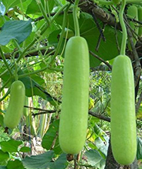 Sai Bhavya Seeds