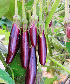 Sai Bhavya Seeds