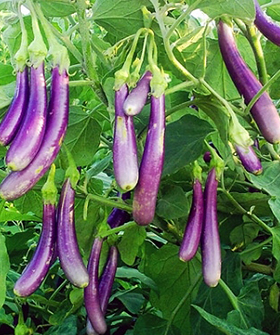 Sai Bhavya Seeds