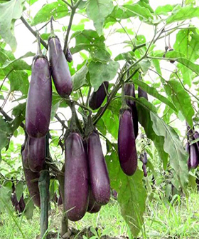 Sai Bhavya Seeds